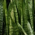 PLANTAS PROTETORAS: Estas espécies protegem a casa e trazem sorte aos moradores
