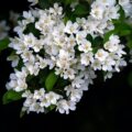 Confira qual é a flor do seu aniversário e o significado por trás dela