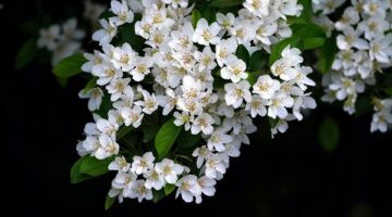 Descubra a flor do seu aniversário e o significado profundo por trás dela