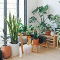 Estas plantas são tão resistentes que até iniciantes conseguem cuidar