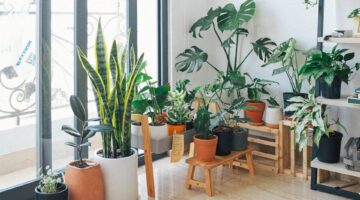 Verde sem stress: plantas que sobrevivem sem muito cuidado