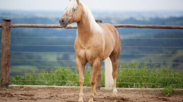 Isto é o que um cavalo precisa para ser bom na vaquejada