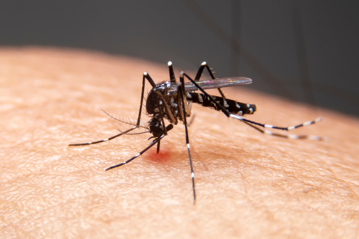 Governo da Bahia intensifica medidas contra a Dengue com uso de fumacê