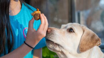 Estes 5 alimentos comuns podem ser mortais para os cães