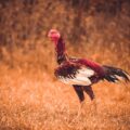 Este galo gigante chega custar mais de R$ 150 mil no mercado