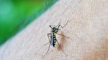 Bahia registra aumento de 168% nos quadros graves de Dengue