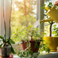 Estas são as 5 plantas que repelem moscas de forma natural