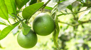 Esta fruta, tão popular, ganha destaque como a escolha mais saudável do planeta