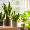 5 plantas de interior que purificam o ar