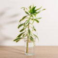 Plantas que purificam o ar: melhores opções para casa