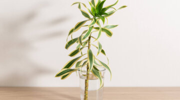 Plantas que purificam o ar: melhores opções para casa