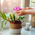Orquídeas: 5 dicas para mantê-las saudáveis dentro de casa
