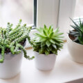 7 dicas espertas para criar um mini jardim de cactos e suculentas