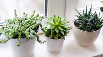5 plantas que são resistentes ao sol forte