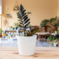 Plantas de baixa manutenção: como escolher e cuidar delas