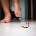 Mantenha os escorpiões longe de casa com estas 5 dicas