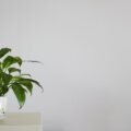 5 plantas que melhoram a qualidade do ar do ambiente