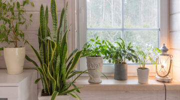 Confira lista com 20 plantas que são fáceis de cuidar