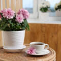 10 plantas que podem atrair boas energias para dentro de casa
