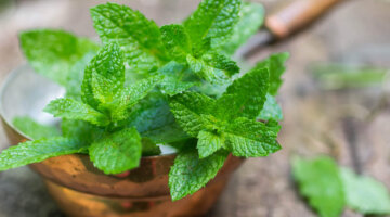 Plantas repelentes de insetos para o lar