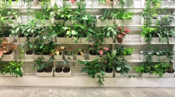 Oásis verde: jardins verticais para espaços pequenos