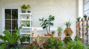 7 dicas essenciais para escolher as plantas perfeitas para o seu jardim
