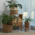 Dicas essenciais para cuidar de plantas de interior