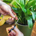 Guia de podas: quando e como podar suas plantas