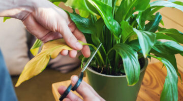 Guia de podas: quando e como podar suas plantas
