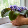 10 plantas de interior fáceis de cuidar