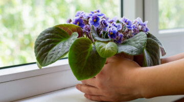 10 plantas de interior fáceis de cuidar